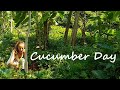 A DAY OF CUCUMBERS IN MY PERMACULTURE  GARDEN | Harvesting and Seed Saving