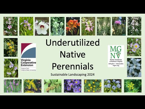 Underutilized native perennials