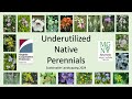 Underutilized Native Perennials