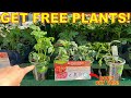 Big Box Nurseries Don't Want You To Know This Tip To Get FREE PLANTS At Garden Centers!