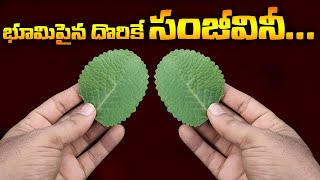 120 ఏళ్ళ వరకు జీవిస్తారు || Amazing plectranthus amboinicus Plant uses