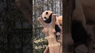 2024.1.24 후이 맘마 #cute #panda #후이바오