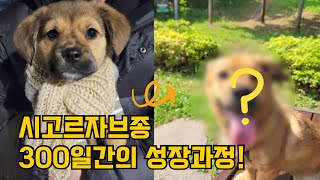 믹스견 시고르자브종 성장과정 / 2~9개월 / 강아지 폭풍 성장 /