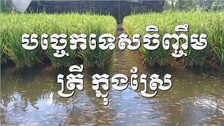 Field Fish Farming Technique បច្ចេកទេសចិញ្ចឹមត្រីក្នុងស្រែ