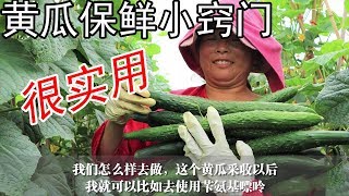 黄瓜采收，用上这个小妙招，最少保鲜1个月，很实用，值得收藏【付老师种植技术团队】