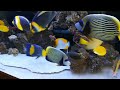 saltwater angelfish 1