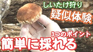 【疑似収穫体験】しいたけ収穫時の3つのポイント