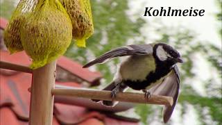 Kohlmeise am Meisenknödel bei der Vogelfütterung