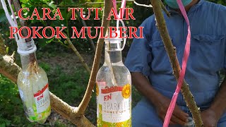 TUT AIR POKOK MULBERI