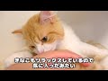 初めてのキャットタワーに大喜びなもふもふ子猫が可愛い！【スコティッシュフォールド】 【scottish fold cat】