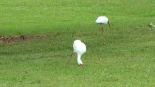 American White Ibis Florida Bird video goes live by WillCFish Tips and Tricks.