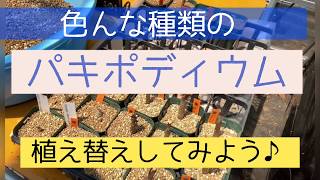 【園芸ルーティン】色んな種類のパキポディウムの植え替え