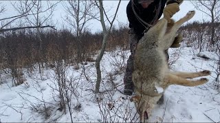 Snaring Coyote , And how to set a Ram Power Snare For Coyotes