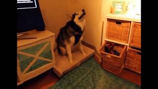 Dog Sneeze Content Aware Scale