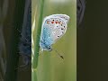 10 beautiful facts about butterflies #animal #amazingfacts #mindblowingfacts #shortsanimalsvideos