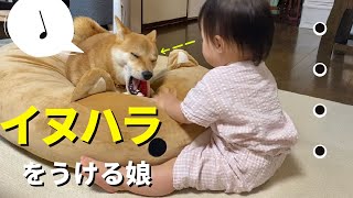 柴犬にクッションを奪われ目の前で無言のプレッシャーを与える1歳娘