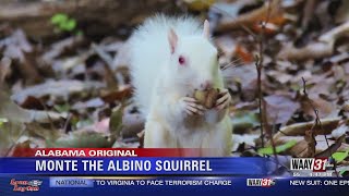 Alabama Original: Monte the Albino Squirrel