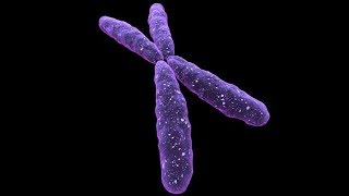 What is X chromosome ? || Essential Science || Terms ||