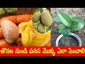 How to grow a plant from palm seeds | how to grow Jackfruit from seed | jackfruit plantation