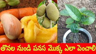 పనస విత్తనాల నుండి మొక్క ఎలా పెంచాలి | how to grow Jackfruit from seed | jackfruit plantation