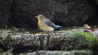 山中湖 大洞の泉のオオルリ（雄・幼鳥）の水浴び　その１３（4K60P動画）