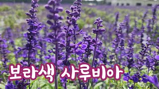 보라색 숙근 사루비아(허브) / 제주 보롬왓에서 ~~