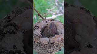 😂 FUNNIEST POOP VIDEO EVER! Baby Hummingbirds Shoot Poop from the Nest with Funny Sounds! 💩