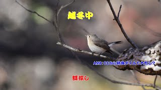 【越冬中】ニシオジロビタキ　'24.12.22【野鳥】