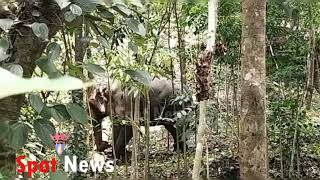 കല്ലമ്പലത്ത് ആന പാപ്പാനെ നിലത്തടിച്ച് കൊന്നു. ഒന്നാം പാപ്പാൻ ഇടവൂർക്കോണം സ്വദേശി ഉണ്ണിയാണ് മരിച്ചത്.