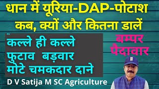 Dhan me urea , dap, potash kab aur kitna dale | chlorophyll | tillering | ssp | pH | mop,sop |