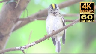 4K60 香港第3個紀錄：戴菊鳥 Hong Kong 3 bird record : Goldcrest