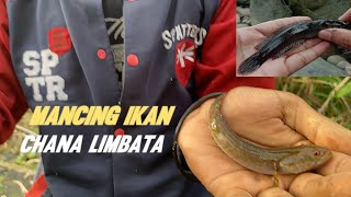 mantap...nemu habitat chana limbata babon rim super tebal || auto panen😍😍