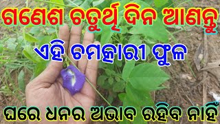 ଆସନ୍ତା ଗଣେଶ ଚତୁର୍ଥି ଦିନ ଘରକୁ ଆଣନ୍ତୁ ଏହି ଫୁଲ ଘରେ ଟଙ୍କାର ଅଭାବ ରହିବ ନାହିଁ | tecbigyan | tecbigyan odia