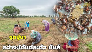 ขุดปูนา กว่าจะได้แต่ละตัว เหนื่อย! #ขุดปูนา #วิถีเซราะกราว