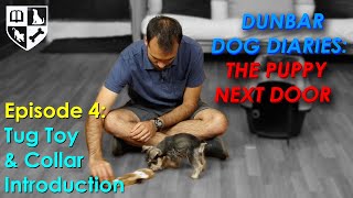 The Puppy Next Door #4 - Introduction to Tug Toys and Collar
