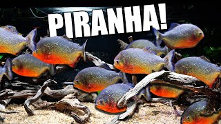 The ultimate piranha fish aquarium!