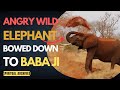 How an angry wild Elephant Bowed down to Maheshwernath Babaji |Spiritual Archives