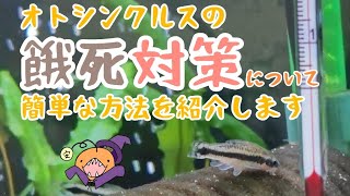 オトシンクルスの餓死について　餓死対策をしていこう！