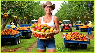 Mango Farm - Mango Harvesting and Processing - Bo Farm