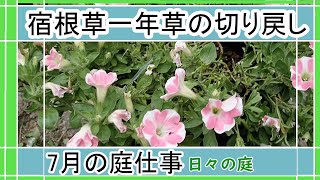 【ガーデニング】7月の庭仕事｜宿根草一年草の切り戻し剪定｜スーパートレニアの切り戻しと挿し芽｜ペチュニアの切り戻し｜Japanese Garden｜園芸