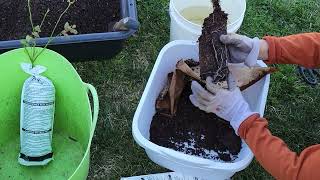 裸根苗这样种成活率高！蓝莓树莓(覆盆子) / My very simple way to grow bare root blueberry and raspberry