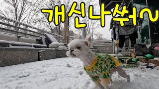 눈이 와서 개신남!? 개신난 말티즈 연두의 질주! ㅣ Maltese's VLOG on a snowy day.