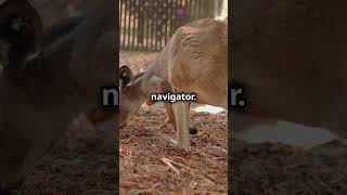 Top 5 Most Clever Kangaroos In The World |#facts |#wildanimalfacts |#knowledgism