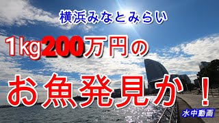 【横浜臨港パーク水中動画】　都会の海の中で見つけた白いダイヤ⁉と都会の小さなオアシス発見！