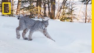 Snow DNA ujawnia nowy sposób śledzenia zwierząt zimą | Pokaz filmów krótkometrażowych