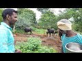 நாட்டு எருமை மாடு வளர்ப்பு மற்றும் பராமரிப்பு முறைகள் buffalo rearing methods buffalo.