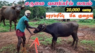 நாட்டு எருமை மாடு வளர்ப்பு மற்றும் பராமரிப்பு முறைகள் || Buffalo rearing methods || Buffalo.