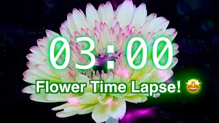 3-Minute Timer with Music | Stunning Flower Bloom Time Lapse for Classroom Focus