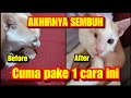 Cara mengobati mata kucing menonjol | Mata kucing menonjol