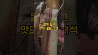 나무 줄기안에 숨어 있던 녀석의 정체#shorts